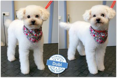 Trimsalon Doggy Styling - Dubi