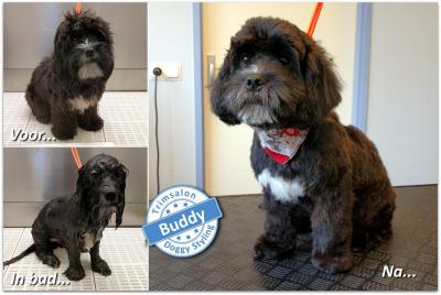 Trimsalon Doggy Styling - Buddy