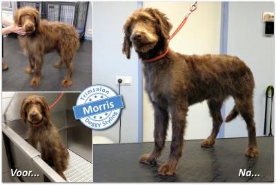 Trimsalon Doggy Styling - Morris