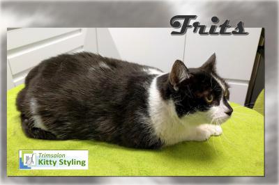 Trimsalon Kitty Styling - Frits