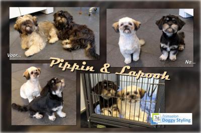 Trimsalon Doggy Styling - Pippin en Lapooh