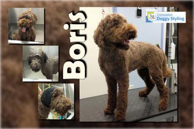 Trimsalon Doggy Styling - Boris