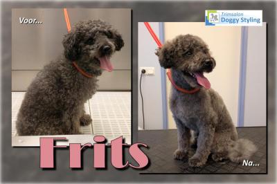 Trimsalon Doggy Styling - Frits