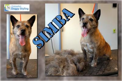 Trimsalon Doggy Styling - Simba