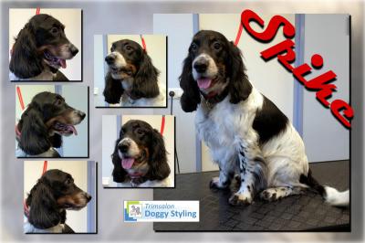 Trimsalon Doggy Styling - Spike