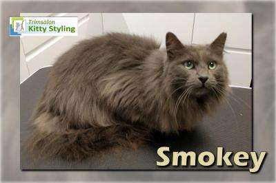 Trimsalon Kitty Styling - Smokey