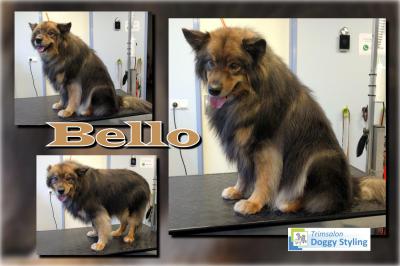 Trimsalon Doggy Styling - Bello