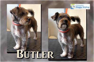 Trimsalon Doggy Styling - Butler