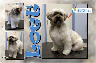 Trimsalon Doggy Styling - Loet