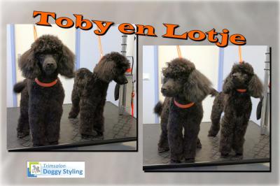 Trimsalon Doggy Styling - Toby en Lotje