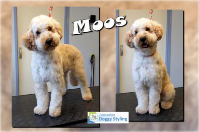 Trimsalon Doggy Styling - Moos