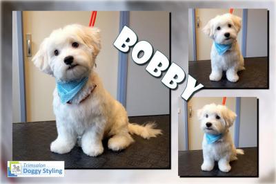 Trimsalon Doggy Styling - Bobby