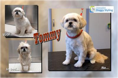 Trimsalon Doggy Styling - Tommy