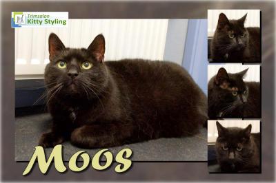 Trimsalon Kitty Styling - Moos