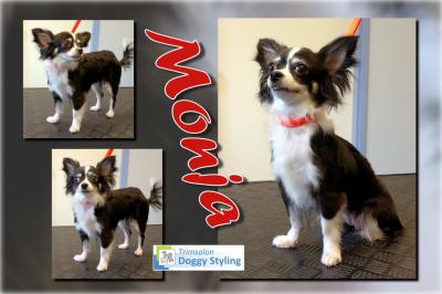 Trimsalon Doggy Styling - Monja