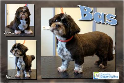 Trimsalon Doggy Styling - Bas