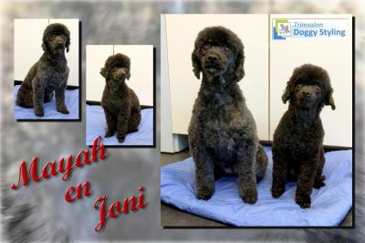 Trimsalon Doggy Styling - Mayah en Joni