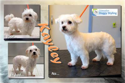 Trimsalon Doggy Styling - Kayley