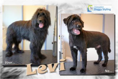 Trimsalon Doggy Styling - Levi