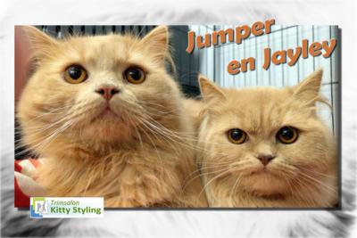 Trimsalon Kitty Styling - Jumper en Jayley