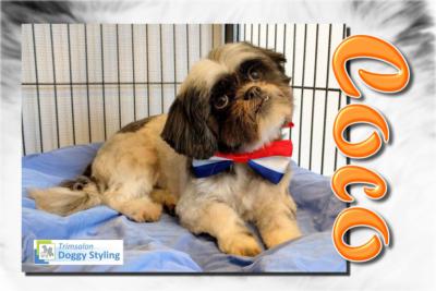 Trimsalon Doggy Styling - Coco