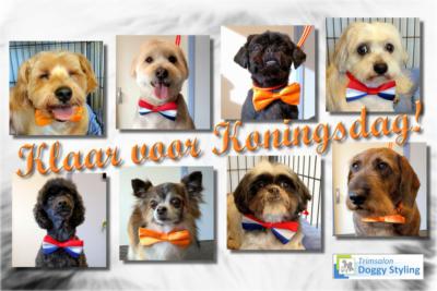 Trimsalon Doggy Styling - Koningsdag