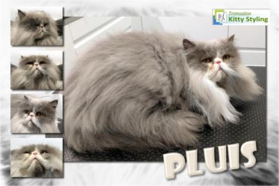 Trimsalon Kitty Styling - Pluis