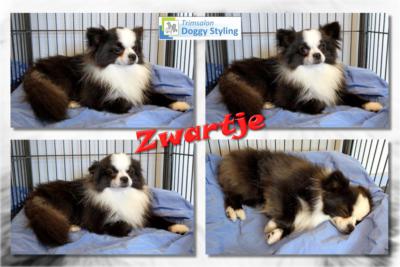 Trimsalon Doggy Styling - Zwartje