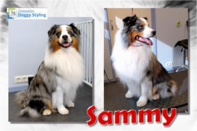 Trimsalon Doggy Styling - Sammy