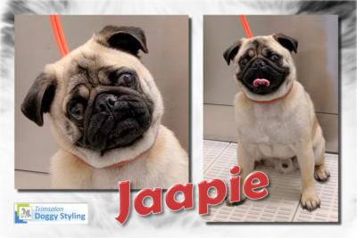 Trimsalon Doggy Styling - Jaapie