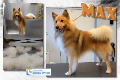 Trimsalon Doggy Styling - Max