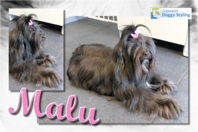 Trimsalon Doggy Styling - Malu