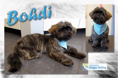 Trimsalon Doggy Styling - Bohdi