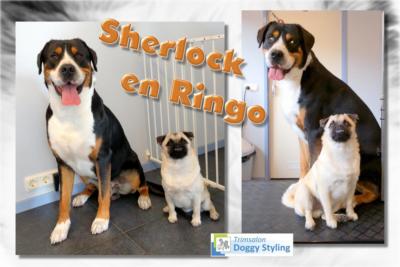 Trimsalon Doggy Styling - Sherlock en Ringo