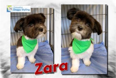 Trimsalon Doggy Styling - Zara