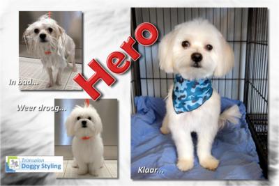 Trimsalon Doggy Styling - Hero