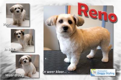 Trimsalon Doggy Styling - Reno