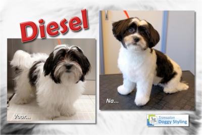 Trimsalon Doggy Styling - Diesel