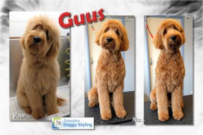 Trimsalon Doggy Styling - Guus