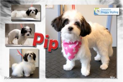 Trimsalon Doggy Styling - Pip