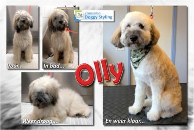 Trimsalon Doggy Styling - Olly