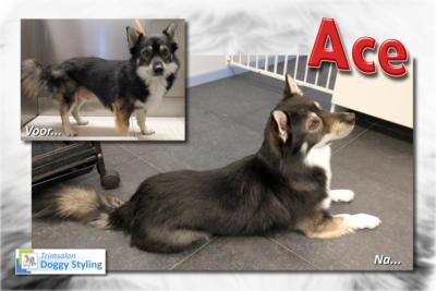 Trimsalon Doggy Styling - Ace