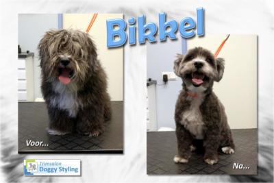 Trimsalon Doggy Styling - Bikkel