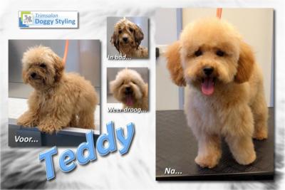 Trimsalon Doggy Styling - Teddy