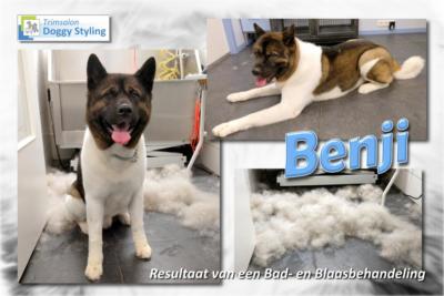 Trimsalon Doggy Styling - Benji